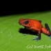 frog_dart_poison_tar_h_0710_cos1041.jpg